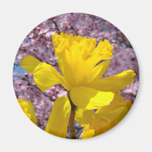 Jonquilles de printemps Magnet cadeaux Fleurs rose
