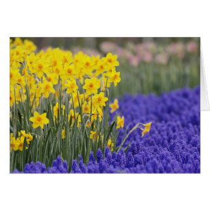 Jonquilles et Muscaris, Keukenhof 3