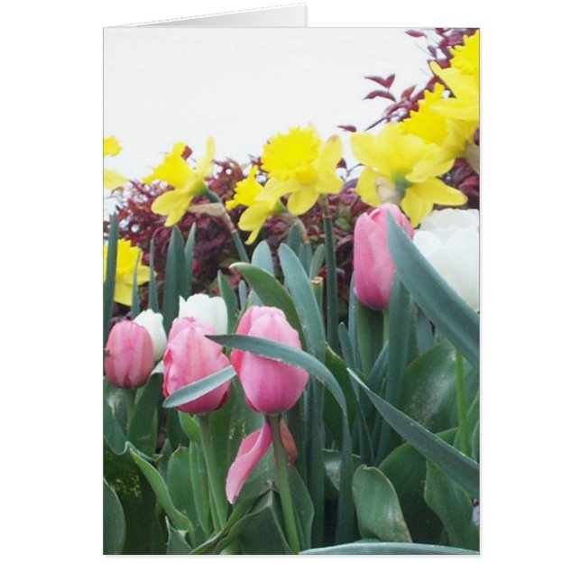 Jonquilles et tulipes de ressort (Devant)