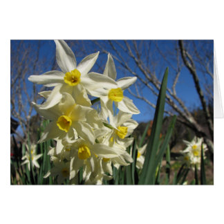 Jonquils