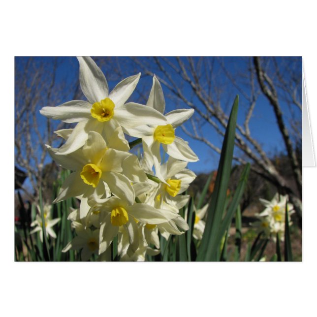 Jonquils (Vorderseite (Horizontal))