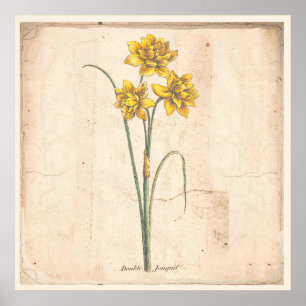 Jonquils antikes botanisches Druck-Plakat Poster