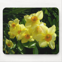 Jonquils/Narzissen/Narzisse