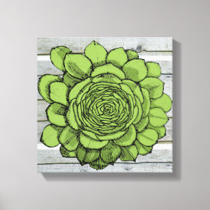 Jonus das Jovibarba heuffelii Leinwanddruck