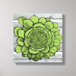 Jonus the Jovibarba heuffelii Leinwanddruck