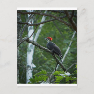 Jordan Pond Pileated Woodpecker. Postkarte