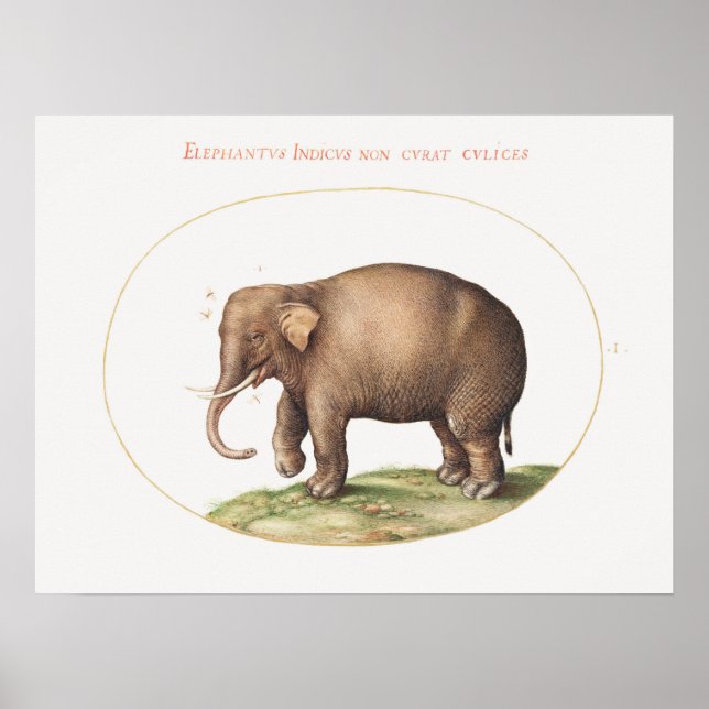 Joris Hoefnagel Elephant mit Insektenleuchten Poster (Vorne)
