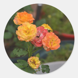 Joseph-Coat-Rose Runder Aufkleber