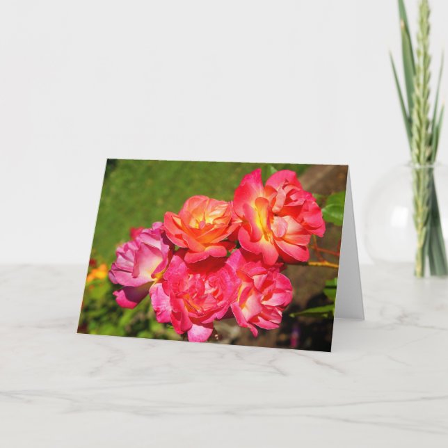 Joseph's Coat Rose #1 Card Karte (Vorderseite)