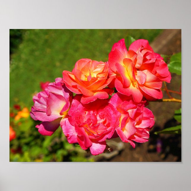 Joseph's Coat Rose #1 Poster (Vorne)