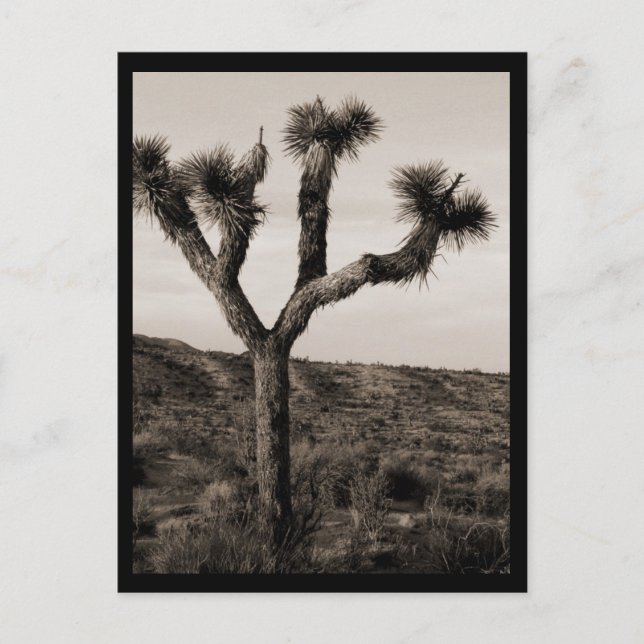 Joshua-Baum Postkarte (Vorderseite)