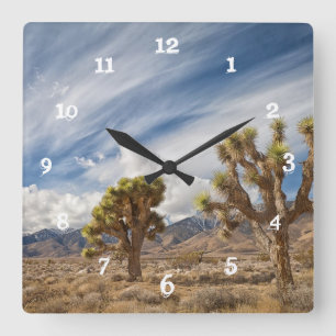Joshua-Bäume in der Wüste Quadratische Wanduhr