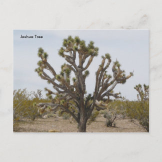 Joshua, Joshua Tree Postkarte