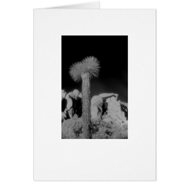 "Joshua Tree" (Devant)