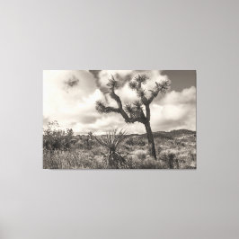 Joshua Tree bw Leinwanddruck