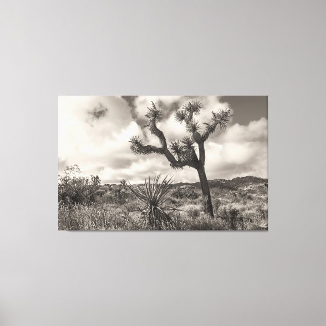 Joshua Tree bw Leinwanddruck (Vorderseite)