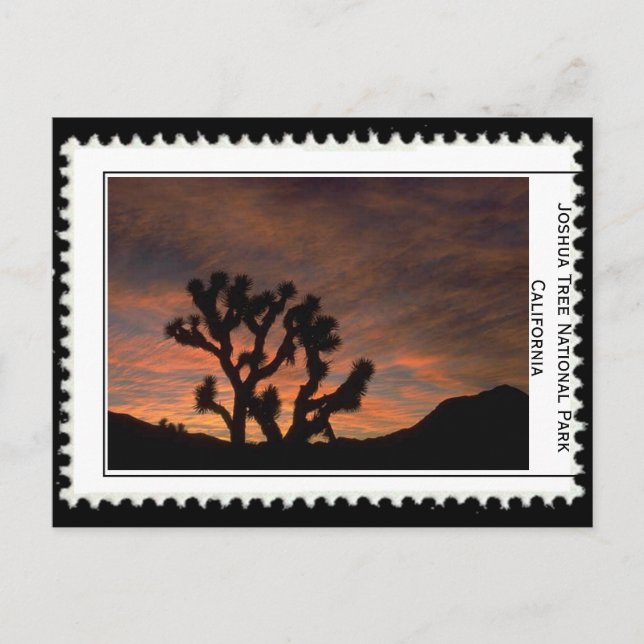 Joshua Tree California Postkarte (Vorderseite)