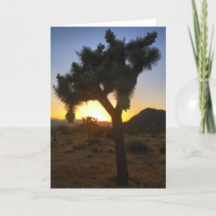 joshua tree coucher de soleil #3 carte de voeux