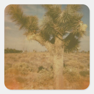 Joshua Tree Decorated Quadratischer Aufkleber