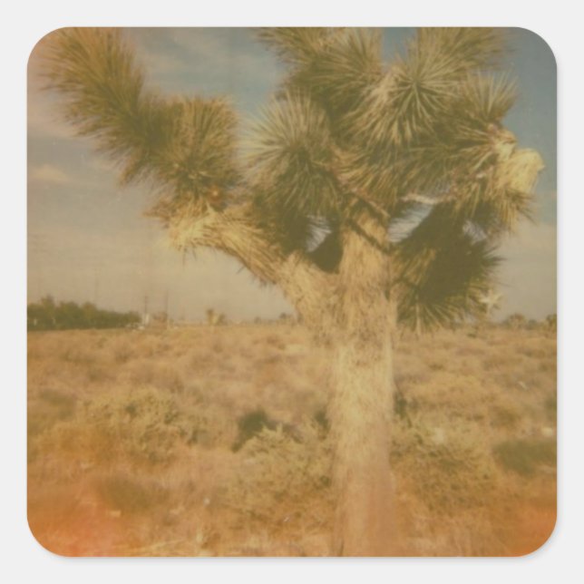 Joshua Tree Decorated Quadratischer Aufkleber (Vorderseite)