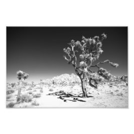 Joshua Tree Fotodruck