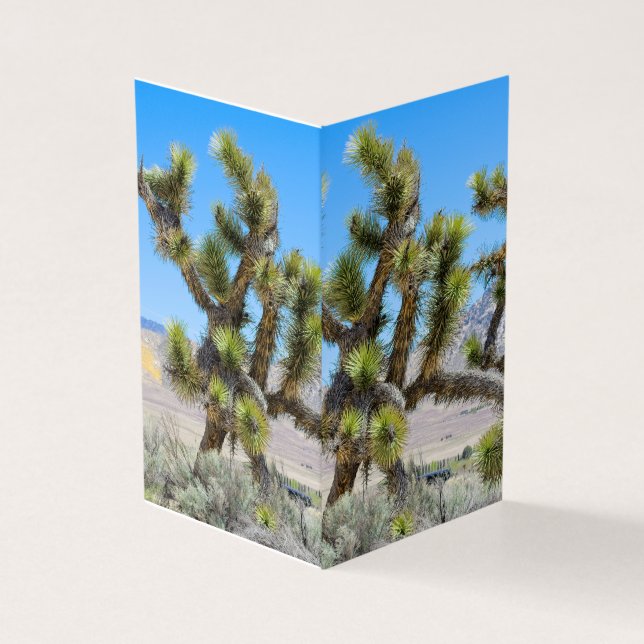 Joshua Tree in Kalifornien (Vorderseite)