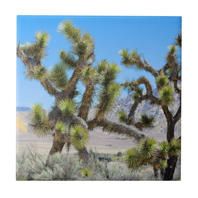 Joshua Tree in Kalifornien Fliese (Vorderseite)
