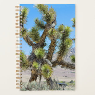 Joshua Tree in Kalifornien    Planer