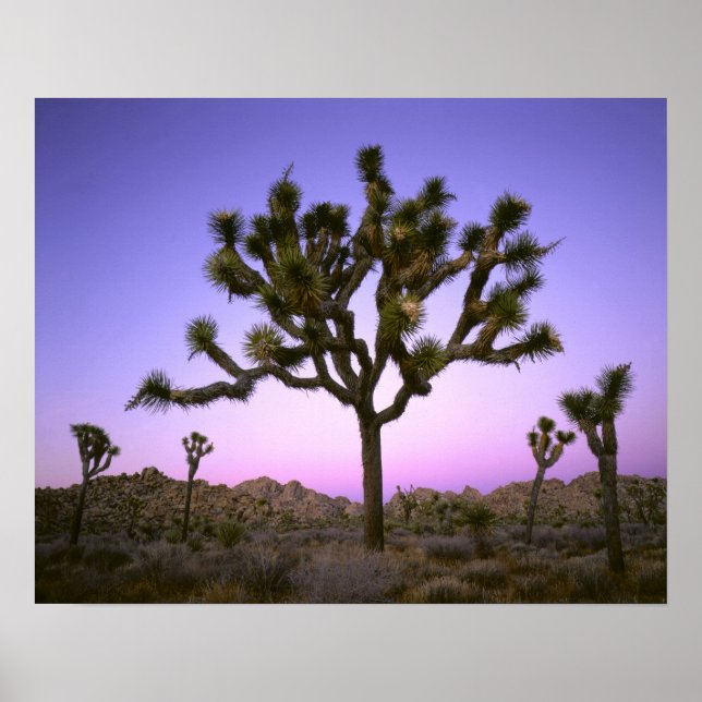 JOSHUA TREE NATIONAL PARK, KALIFORNIEN. USA. POSTER (Vorne)