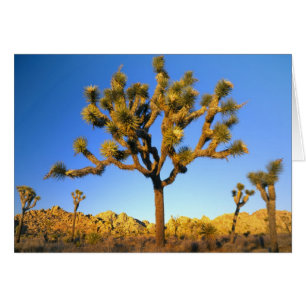 Joshua-Tree-Nationalpark, Kalifornien. USA.