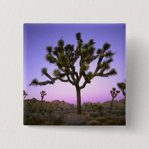JOSHUA TREE NATIONALPARK, KALIFORNIEN. USA. BUTTON