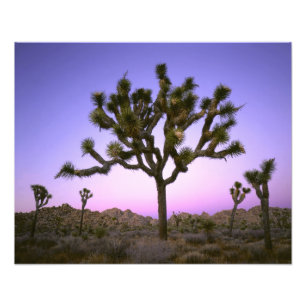 JOSHUA TREE NATIONALPARK, KALIFORNIEN. USA. FOTODRUCK