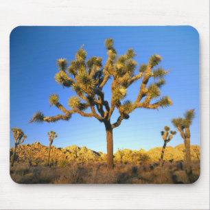 Joshua-Tree-Nationalpark, Kalifornien. USA. Mousepad