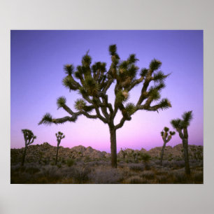 JOSHUA TREE NATIONALPARK, KALIFORNIEN. USA. POSTER