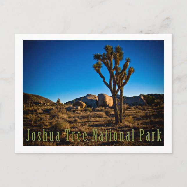 Joshua Tree Nationalpark Postkarte (Vorderseite)