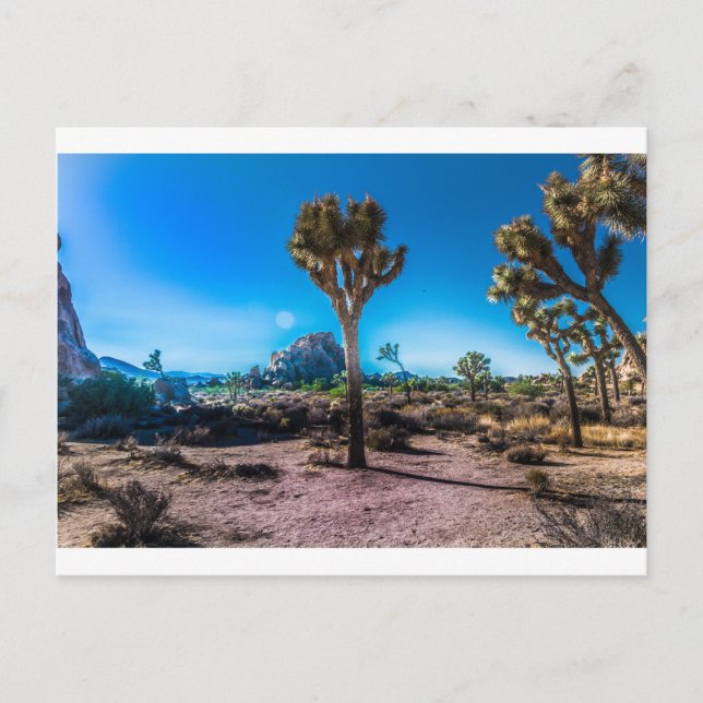 Joshua Tree Nationalpark Postkarte (Vorderseite)