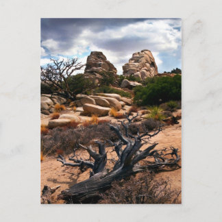 Joshua Tree Nationalpark Postkarte
