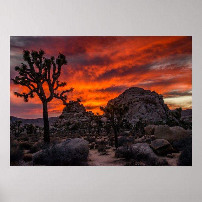 Joshua Tree Nationalpark Red Sunset Poster (Vorne)