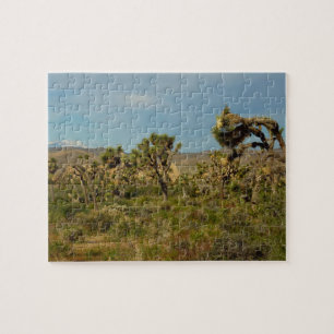 Joshua Tree Nationalpark Wüstenlandschaft