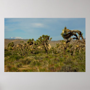 Joshua Tree Nationalpark Wüstenlandschaft Poster