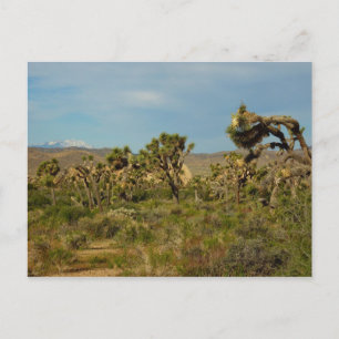Joshua Tree Nationalpark Wüstenlandschaft Postkarte