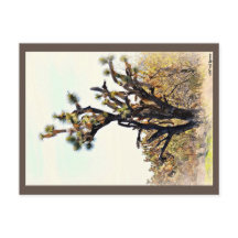 Joshua Tree Postcard