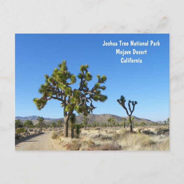 Joshua Tree Postcard! Postkarte (Vorderseite)