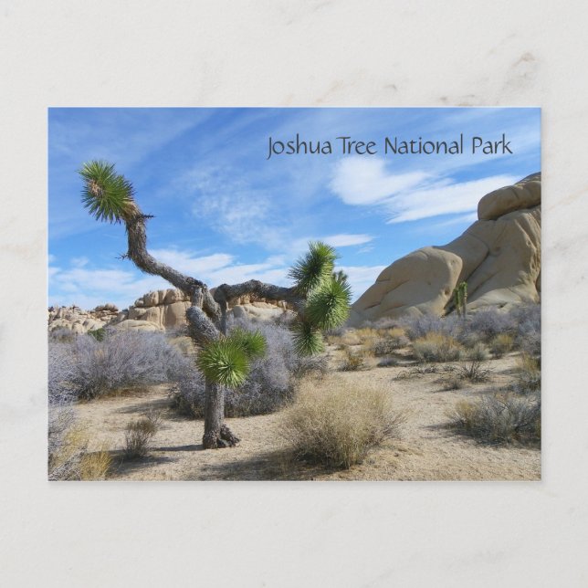 Joshua Tree Postcard! Postkarte (Vorderseite)