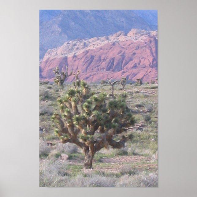 Joshua Tree Poster (Vorne)