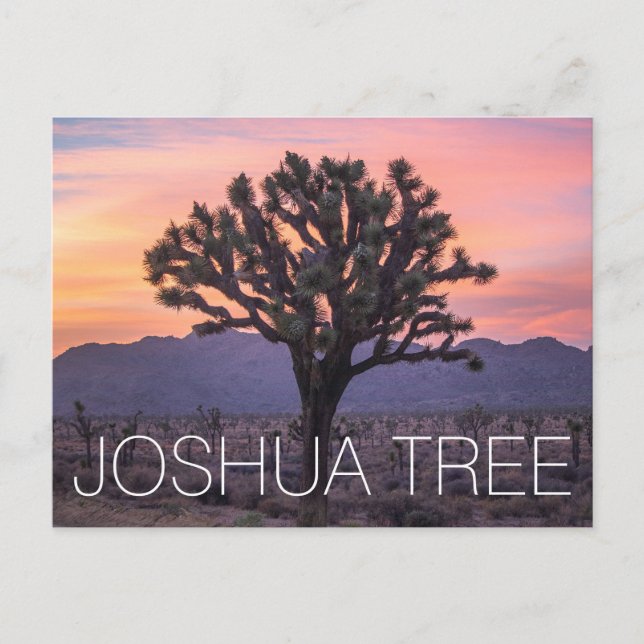 Joshua Tree Postkarte (Vorderseite)