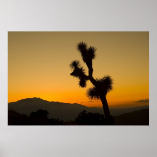 Joshua Tree Sunset Poster