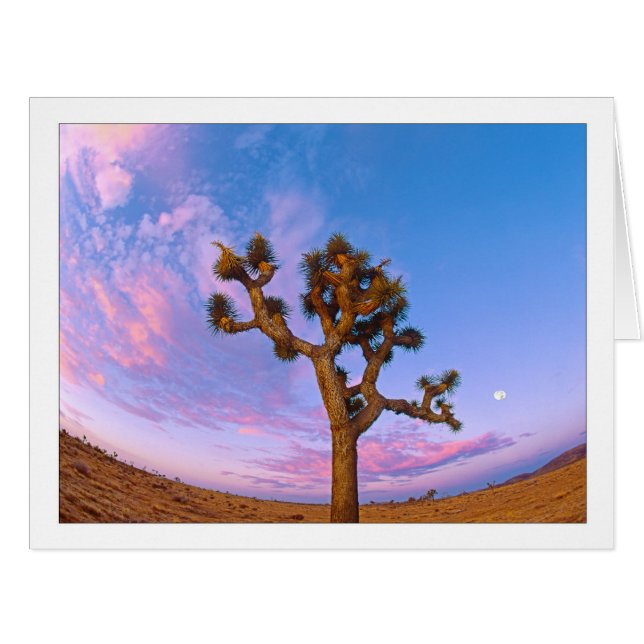 "Joshua Tree Swirl" (Vorderseite (Horizontal))