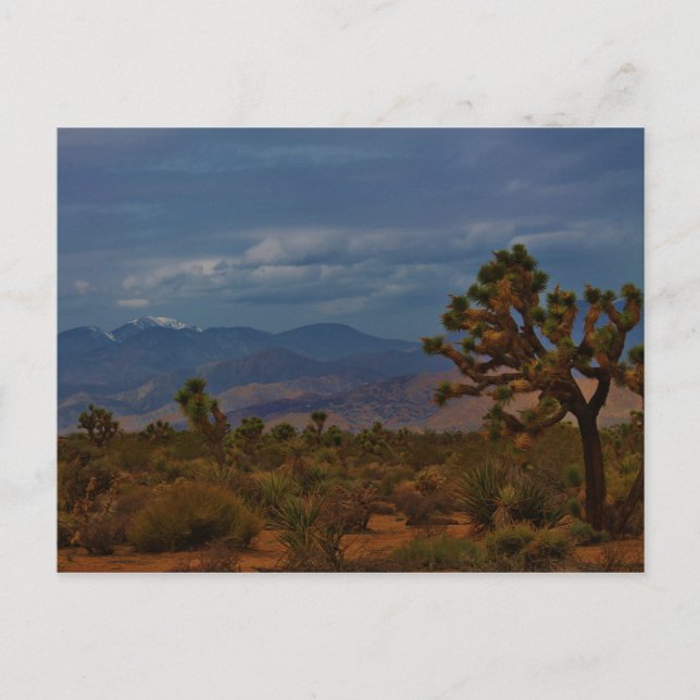 Joshua Tree View Postkarte (Vorderseite)