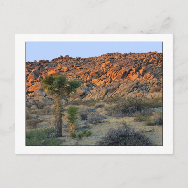 "Joshua Tree with Nachspring" Postkarte (Vorderseite)